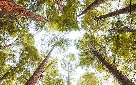 A point-of-view photograph of the sky from within the forrest. Tall trees are visible throughout the shot.